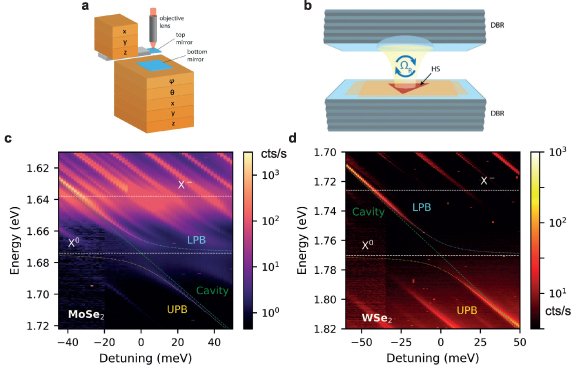 Strong exciton-photon coupling in large area MoSe2 and WSe2 ...