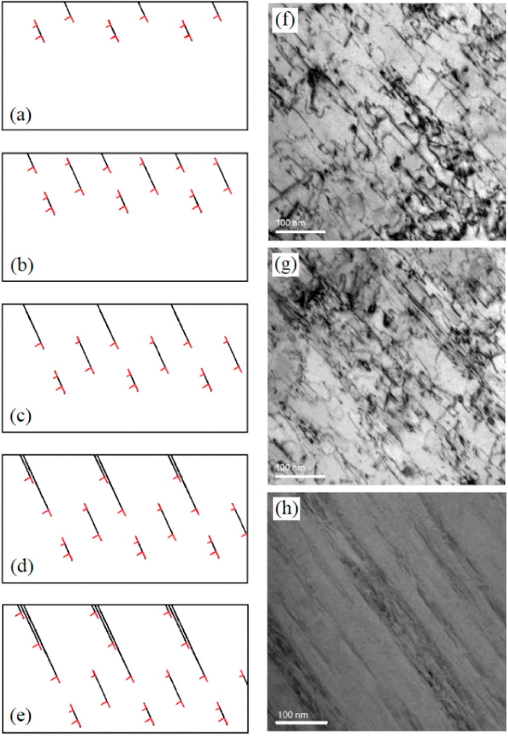 Gradient self-organized dislocation in expanded austenite layer during ...
