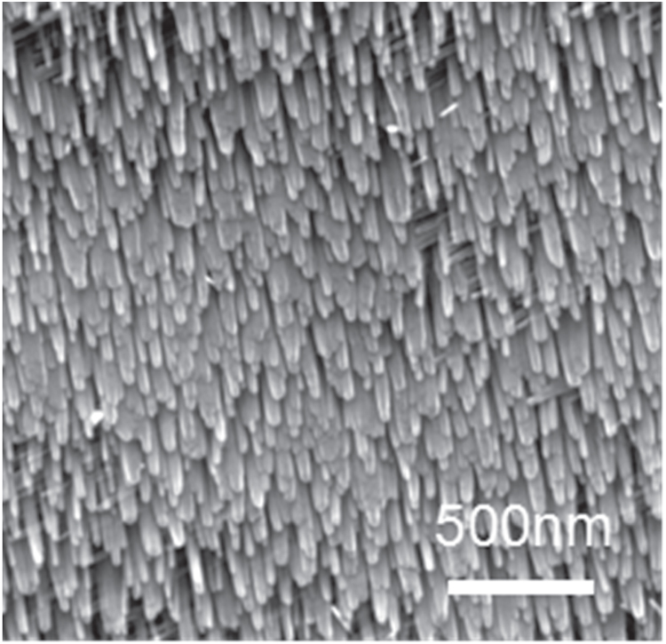 Tio2 Sem Rod Synthesis of uniformly ordered single-crystalline TiO2 nanorods on ...
