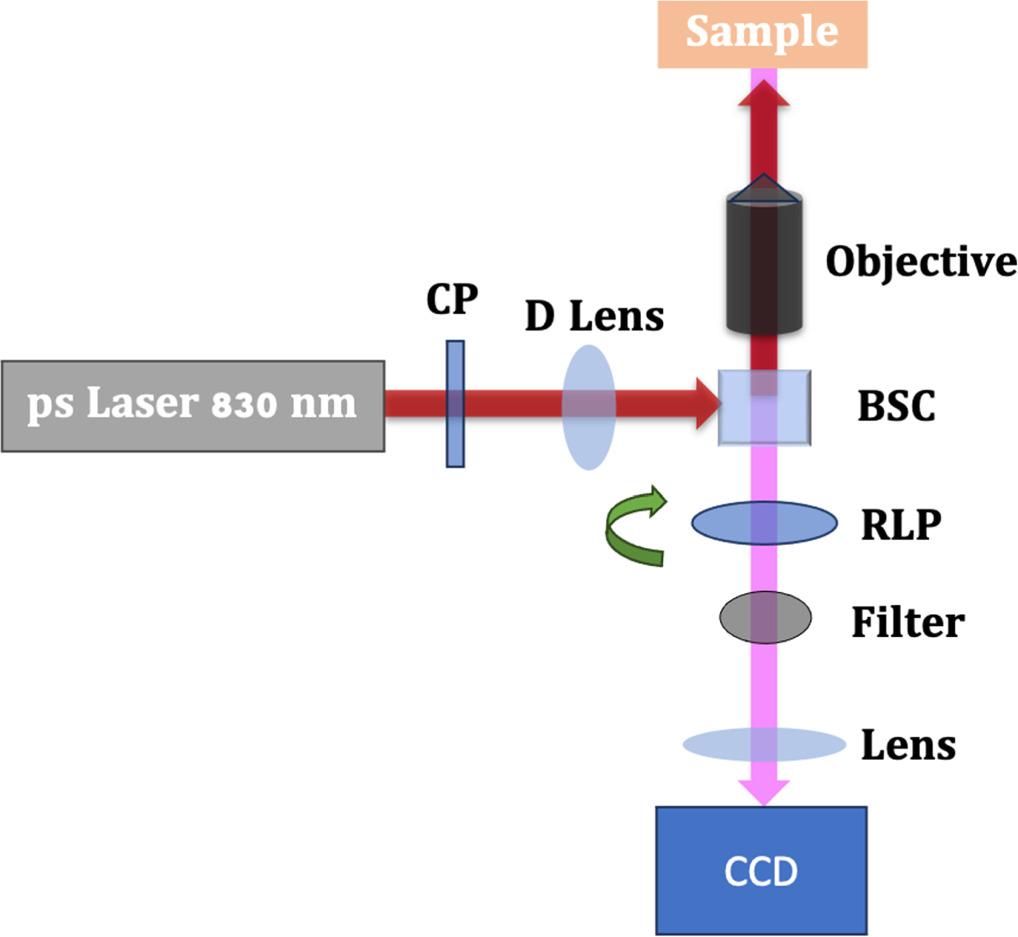 Global imaging for polarization resolved second harmonic generation of ...