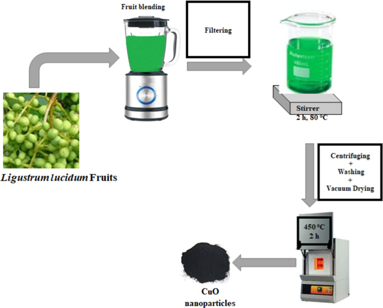 Green synthesis of CuO nanoparticles using Ligustrum lucidum extract ...