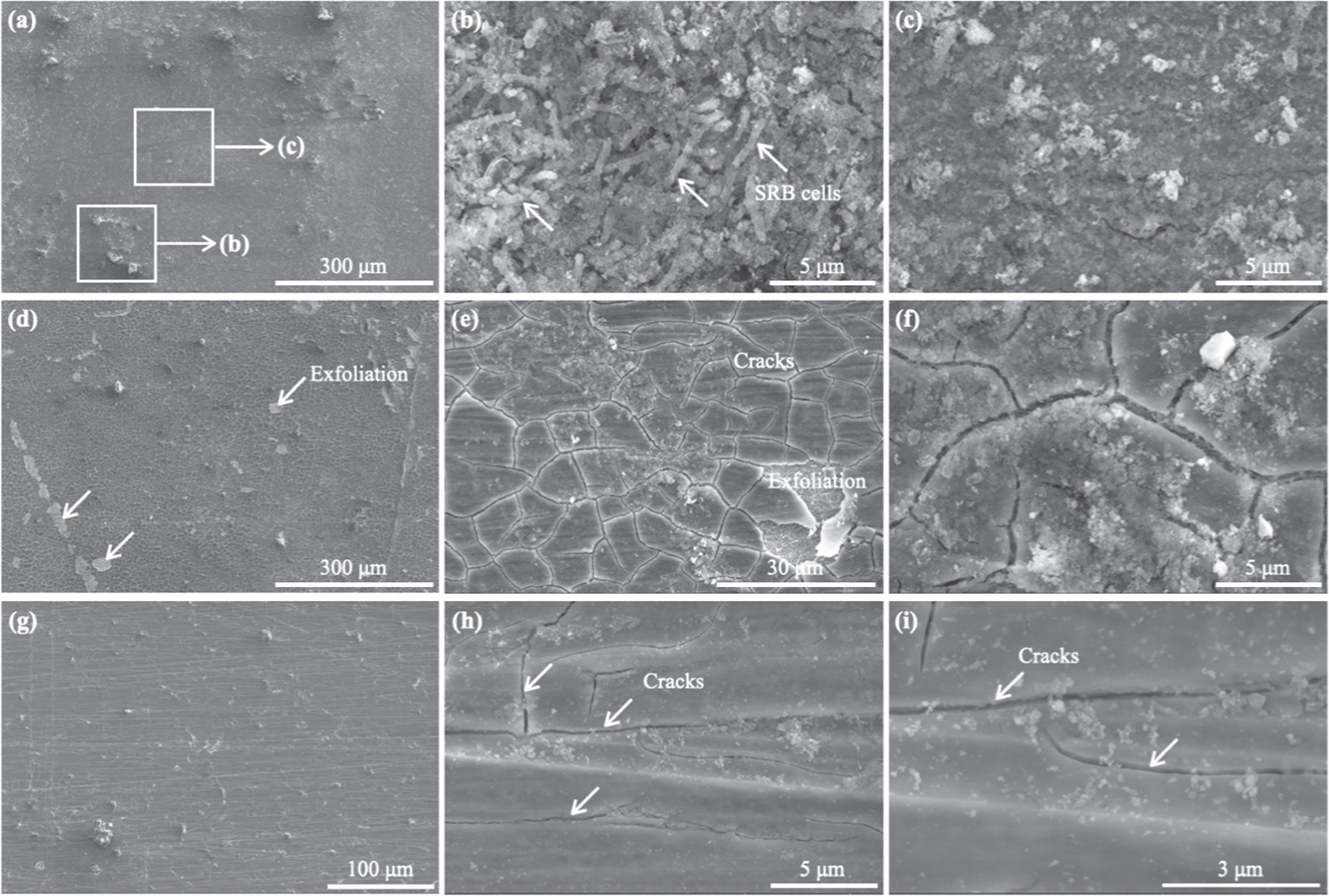 Investigation of microbiologically influenced corrosion of low alloy ...