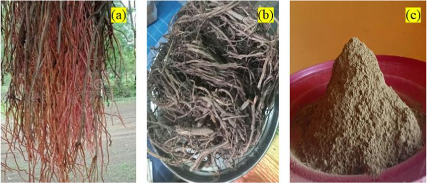 Isolation and characterization of banyan tree root filler for polymer ...