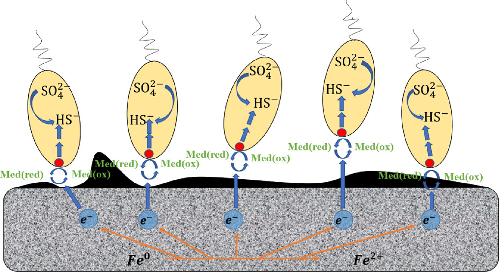 Influence of riboflavin on the corrosion of X80 pipeline steel by ...