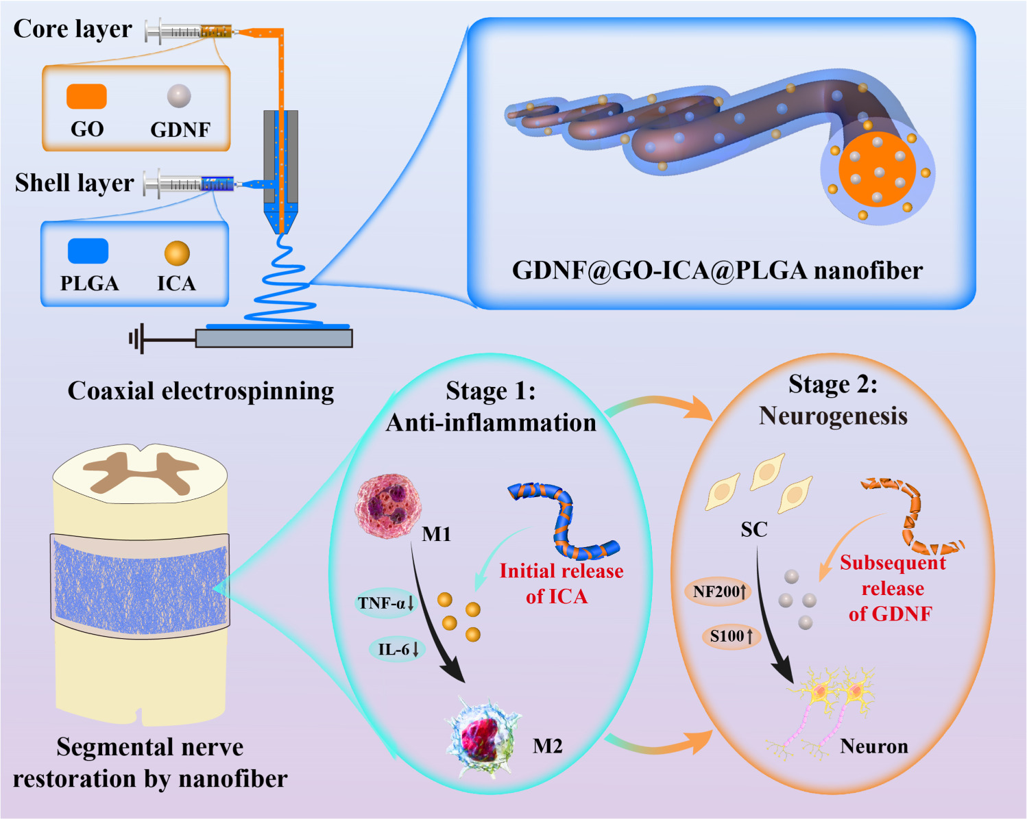 Shell-core structured nanofibers mediate staged anti-inflammatory and ...