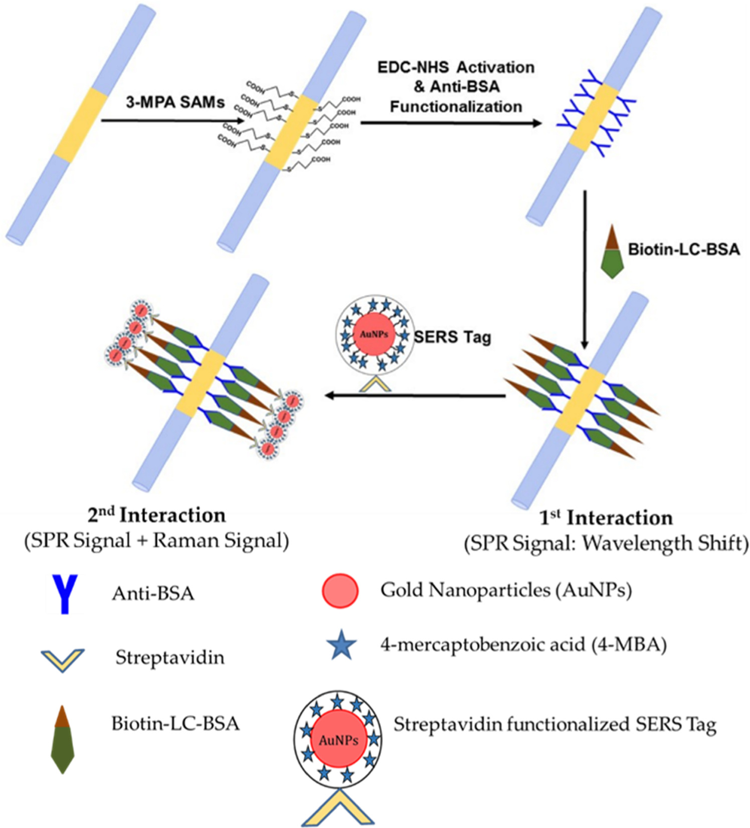 Spr Mutation A combinatorial approach to validate the surface plasmon resonance (SPR ...