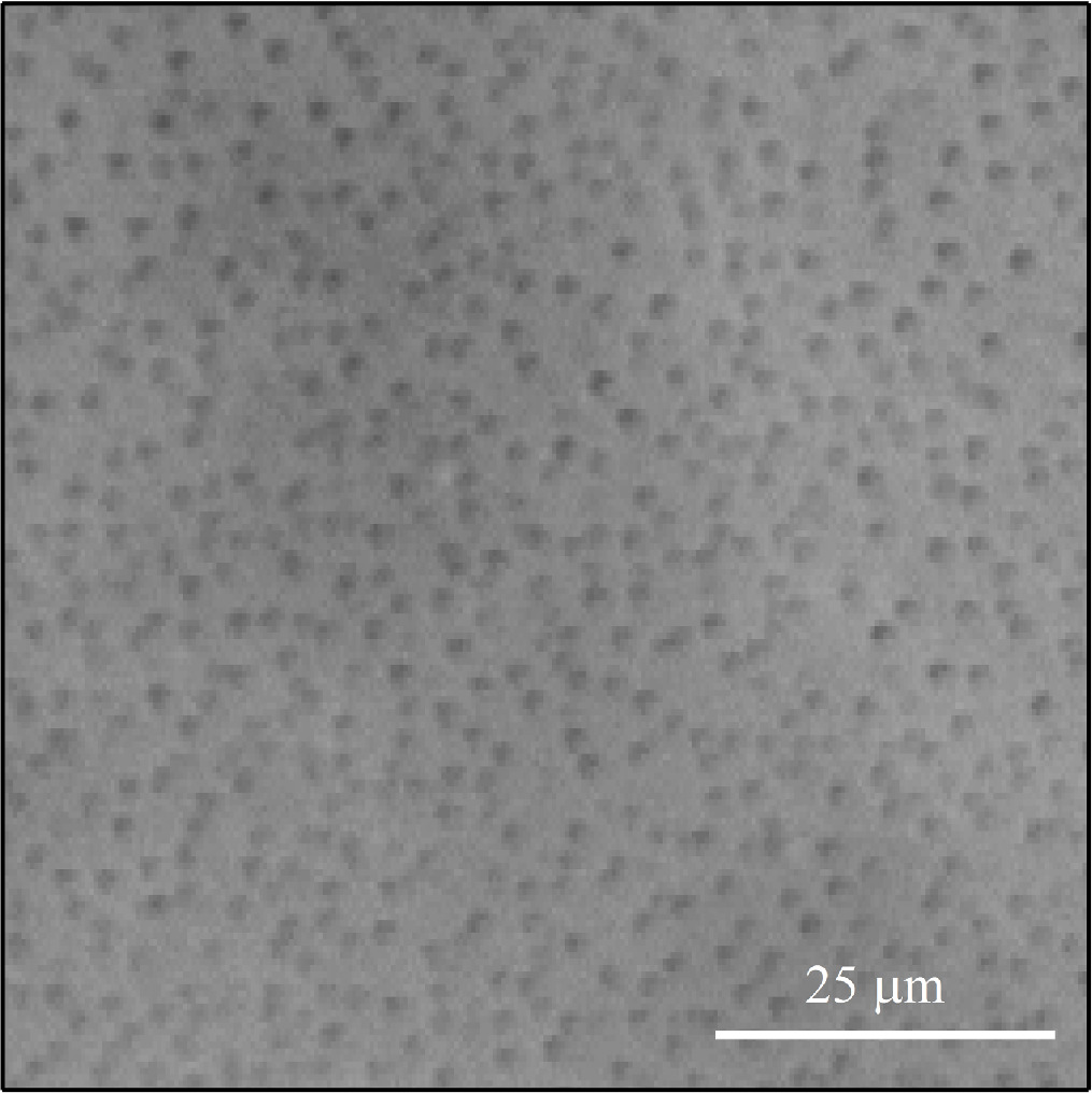 Magnetic polydimethylsiloxane microspheres as hydrophobic collectors ...