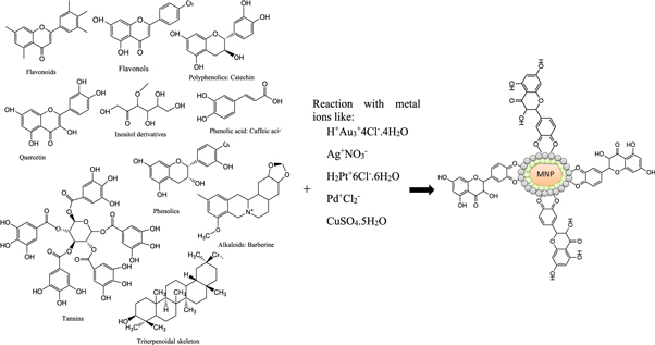 Green synthesis of metal and metal oxide nanoparticles via plant ...