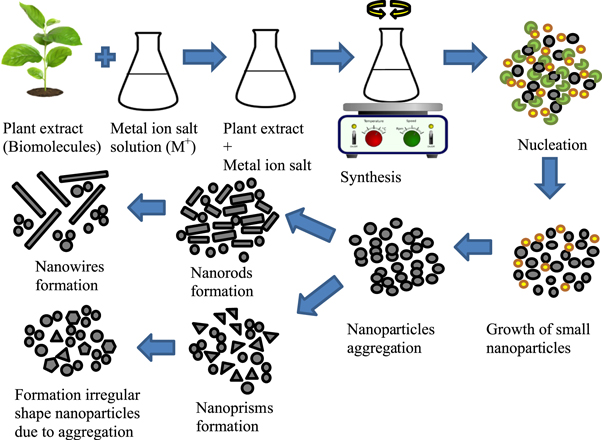 Green synthesis of metal and metal oxide nanoparticles via plant ...