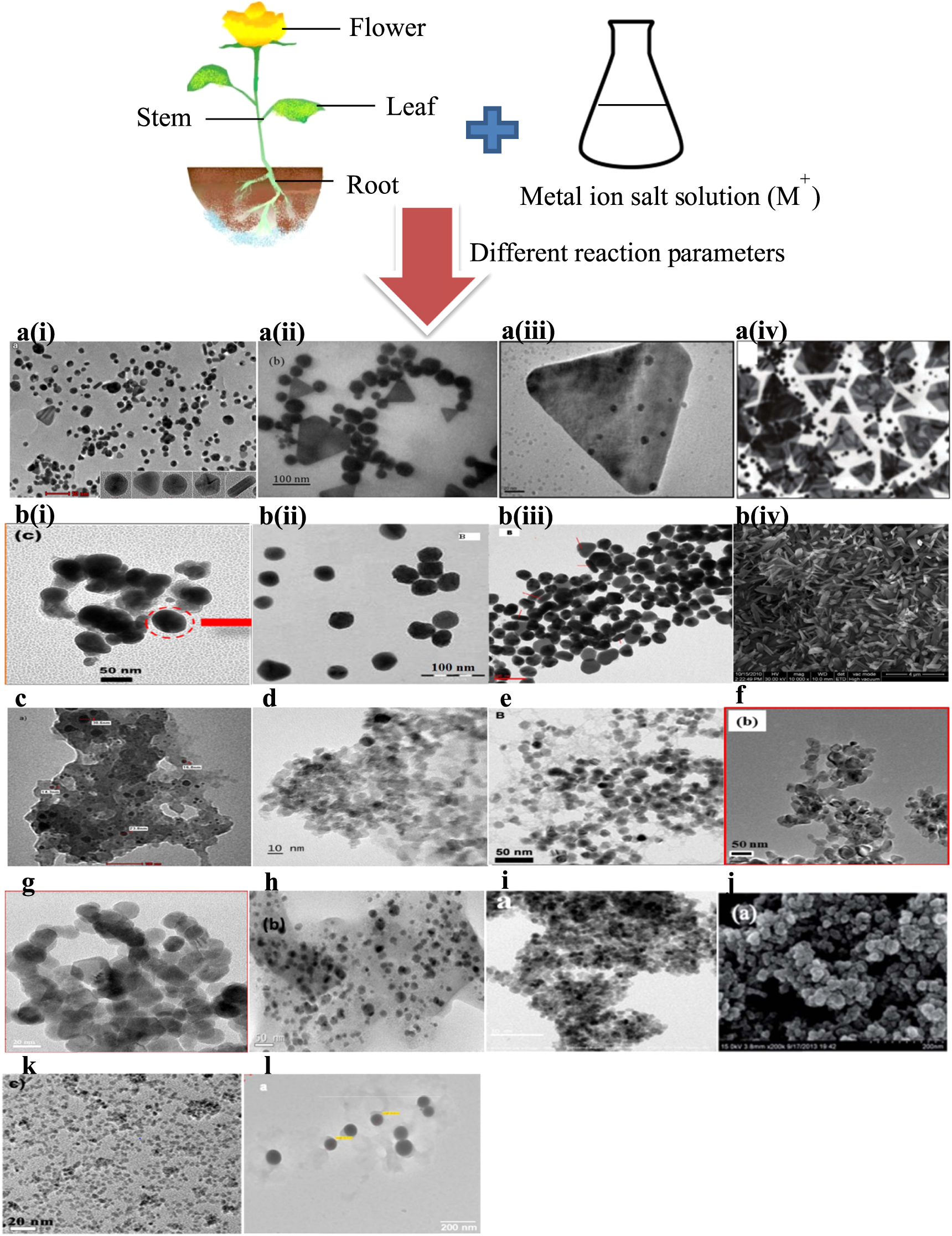 Green synthesis of metal and metal oxide nanoparticles via plant ...