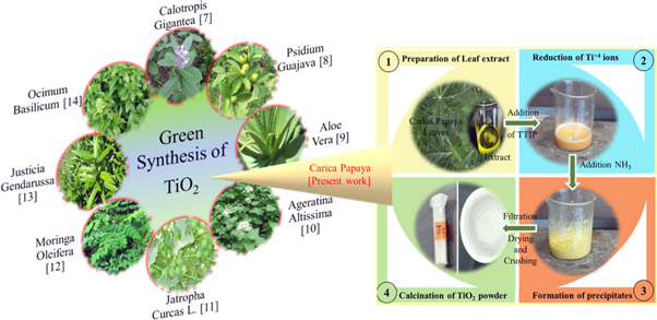 Expanding horizon: green synthesis of TiO2 nanoparticles using Carica ...