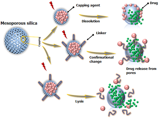 Role of mesoporous silica nanoparticles for the drug delivery ...