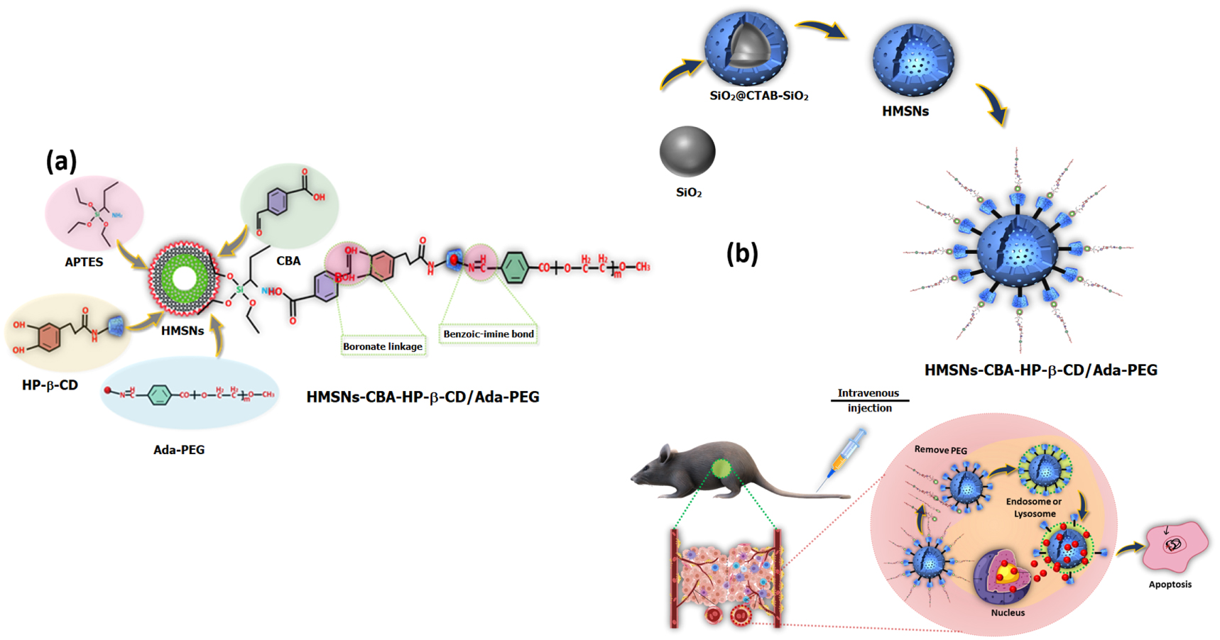 Role of mesoporous silica nanoparticles for the drug delivery ...