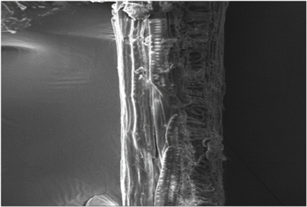 snake plant research paper pdf Figure 15.