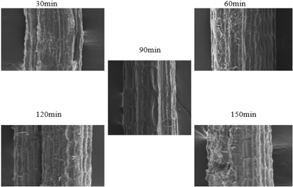snake plant research paper pdf Figure 16.