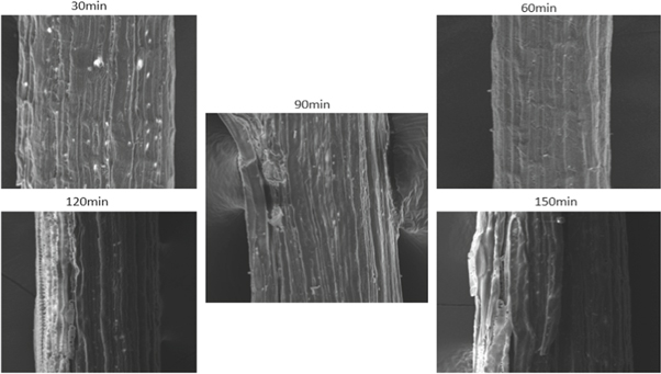 snake plant research paper pdf Figure 18.