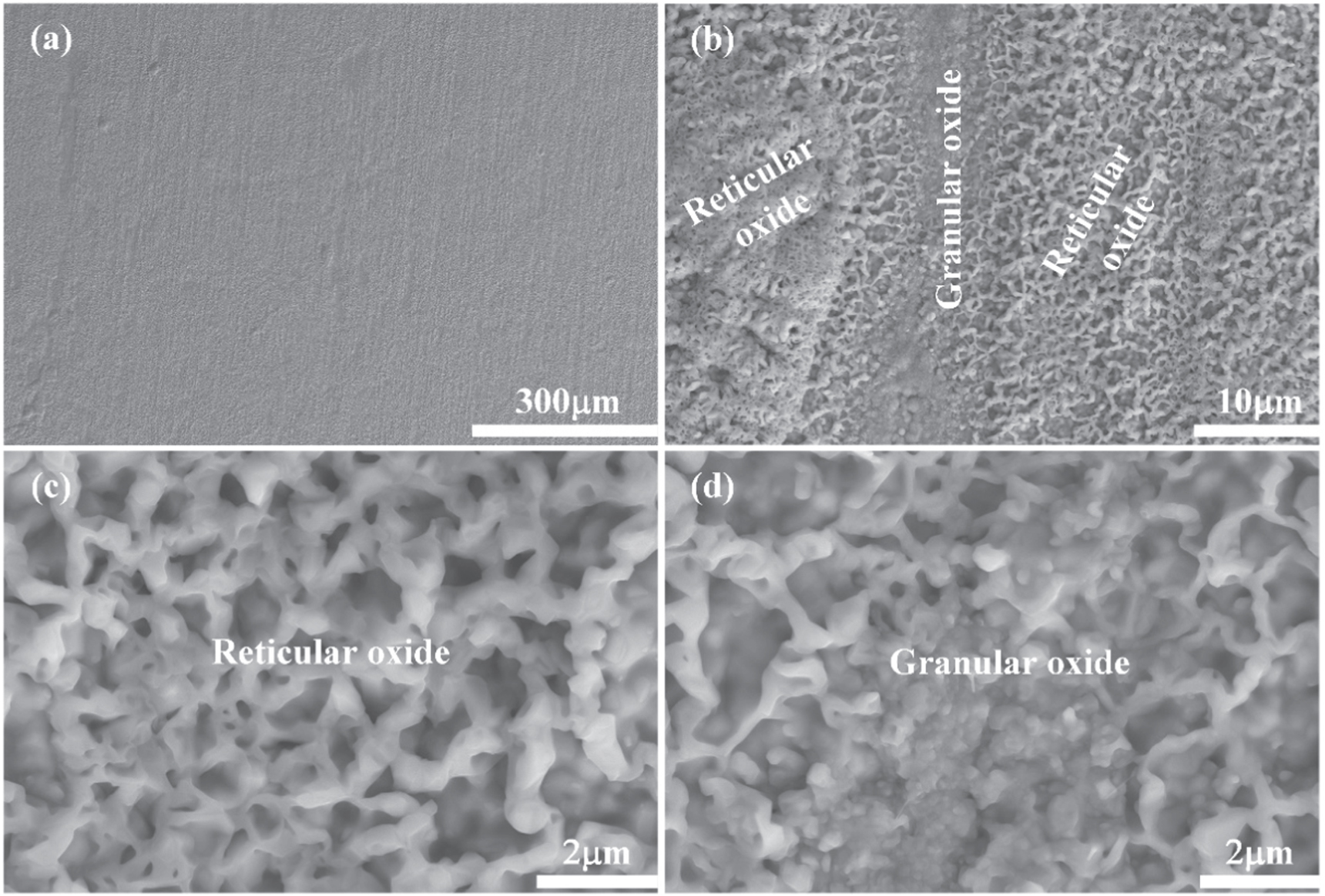 Coupling effect of temperature and Cr content on the steam oxidation of ...
