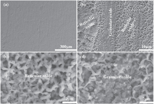 Coupling effect of temperature and Cr content on the steam oxidation of ...