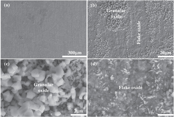 Coupling effect of temperature and Cr content on the steam oxidation of ...