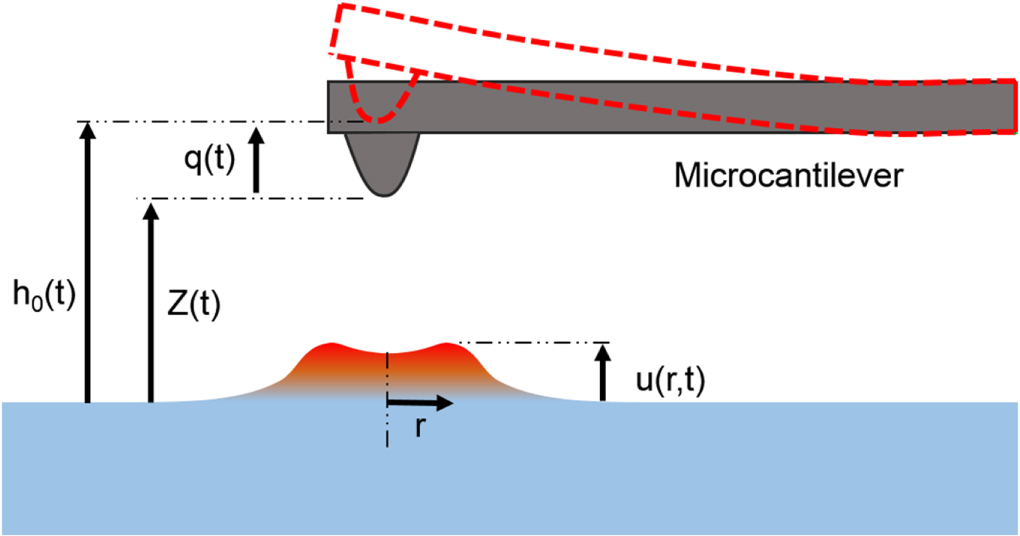 A fast first-principles approach to model atomic force microscopy on ...
