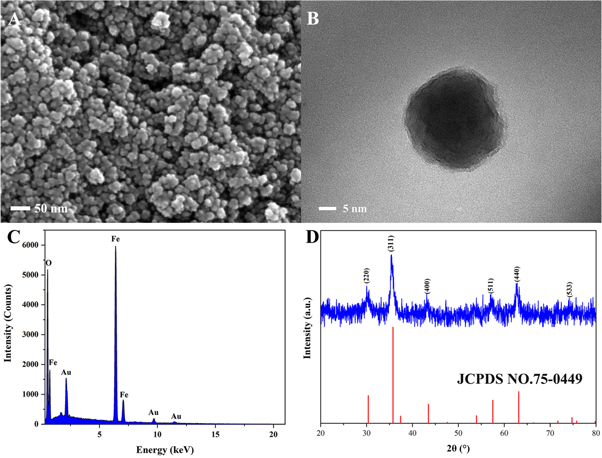 Preparation and characterization of Fe3O4 nanoparticles via a ...