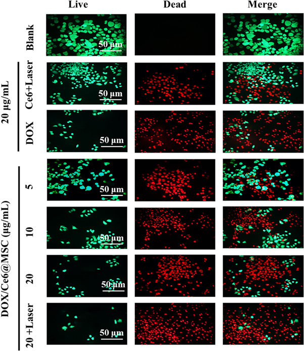 Redox-responsive mesoporous silica nanoparticles for chemo ...