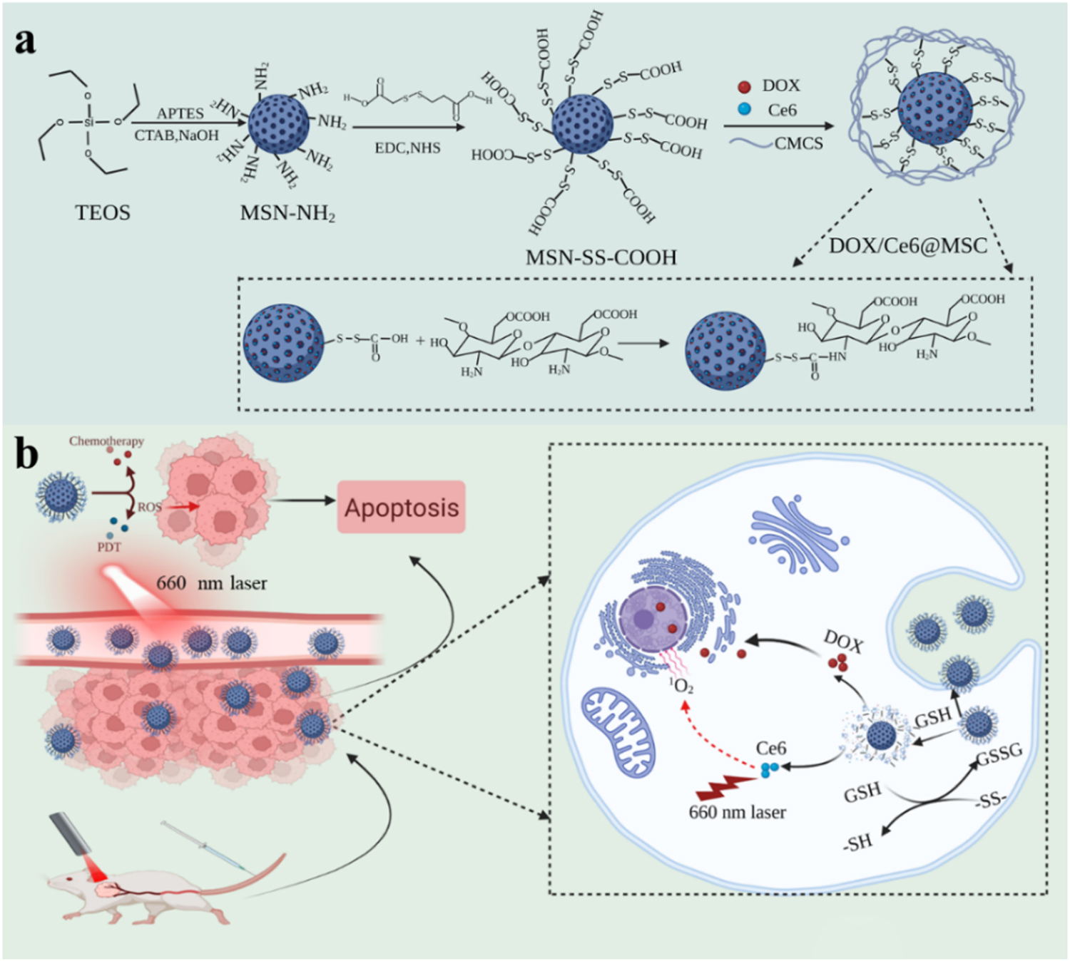 Redox-responsive mesoporous silica nanoparticles for chemo ...