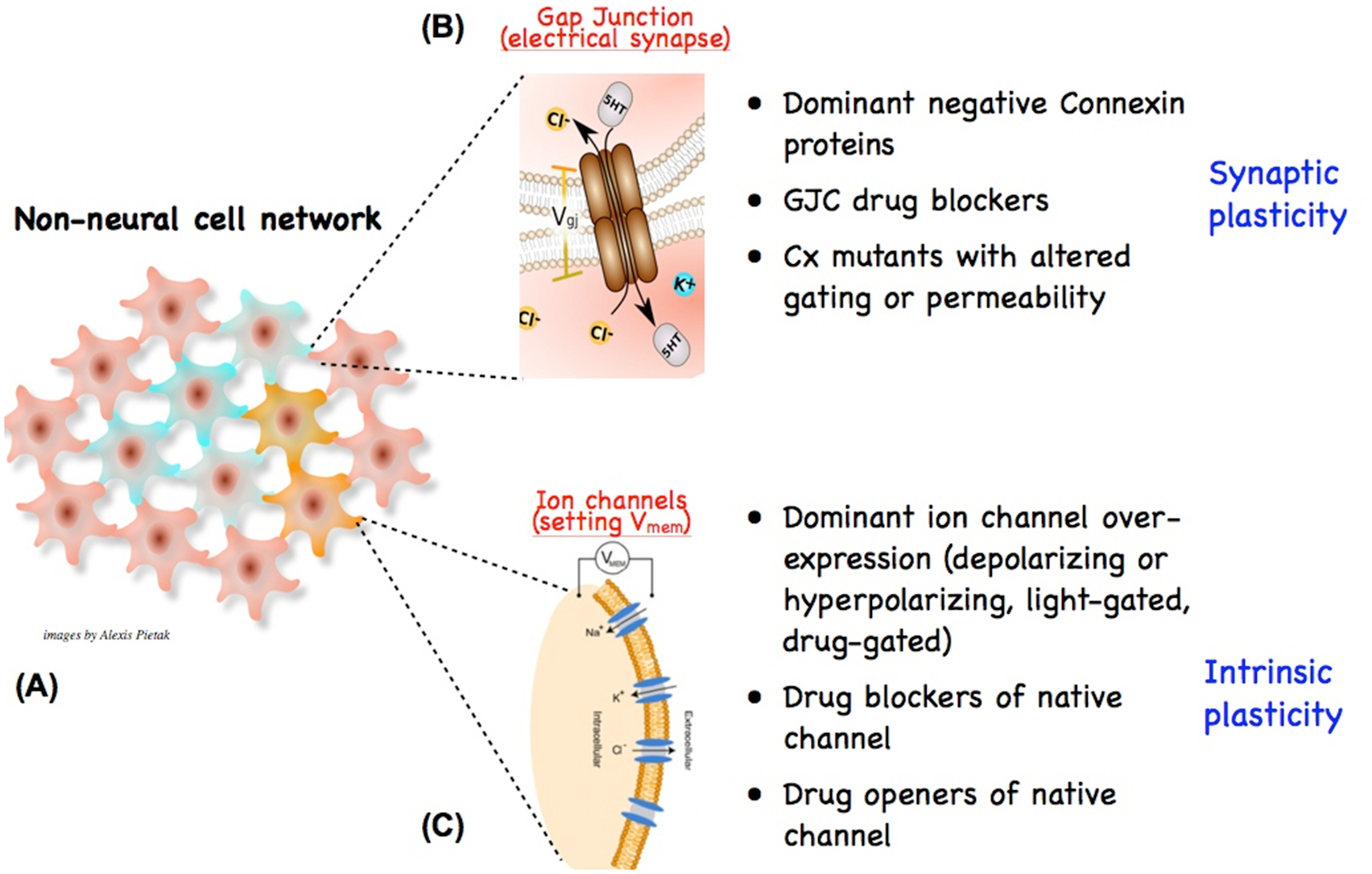 vivi AKBA Promotes Axonal Regeneration via RhoA/Rictor to Repair