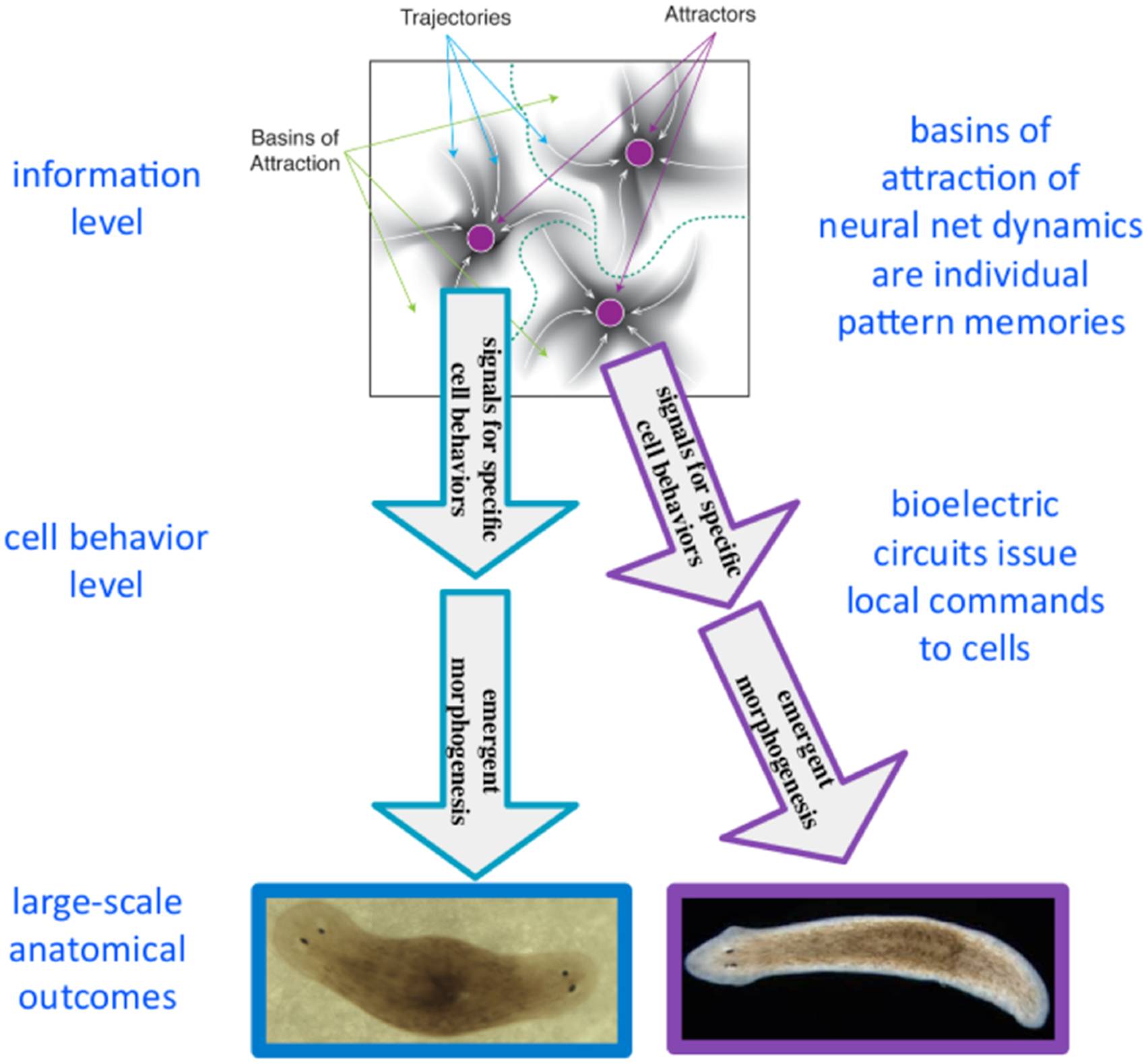 vivi AKBA Promotes Axonal Regeneration via RhoA/Rictor to Repair
