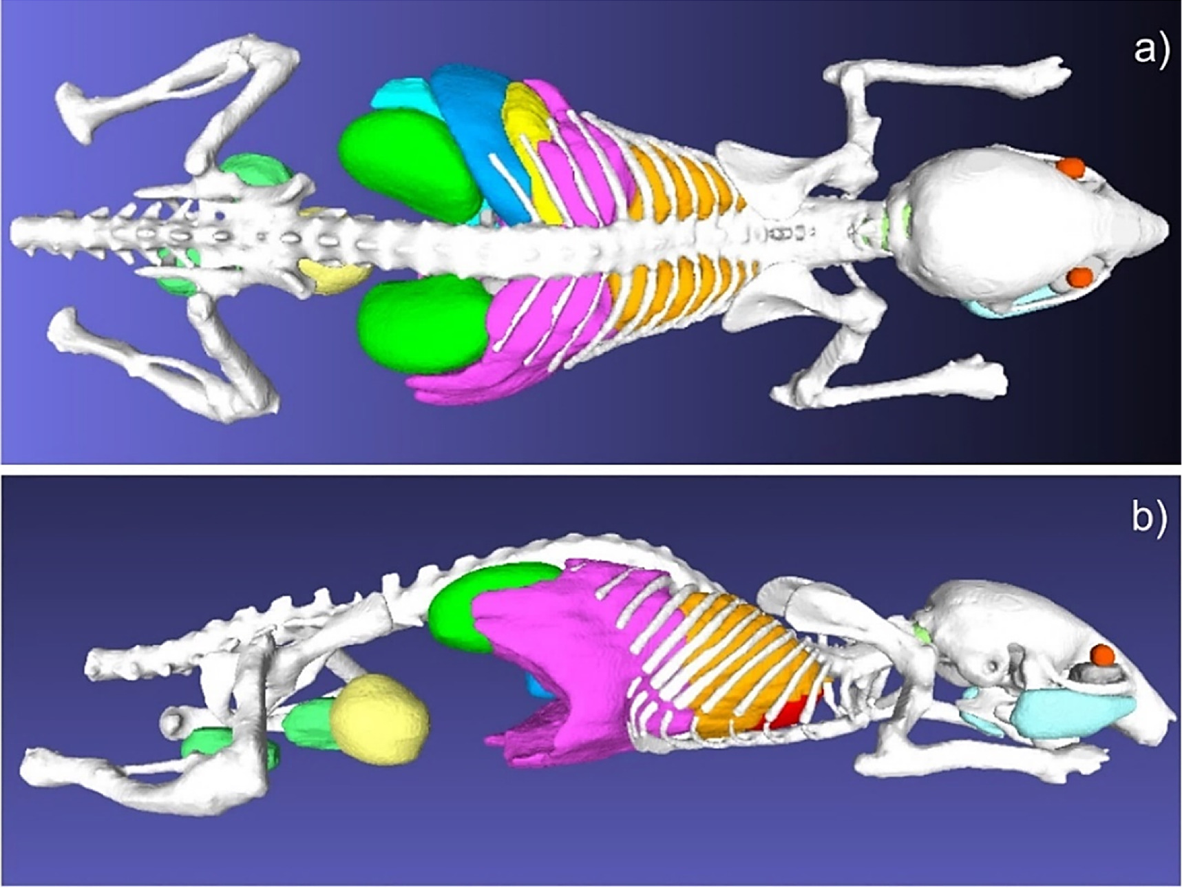 Training Simulation Model Mouse Detailed high quality surface-based mouse CAD model suitable for ...