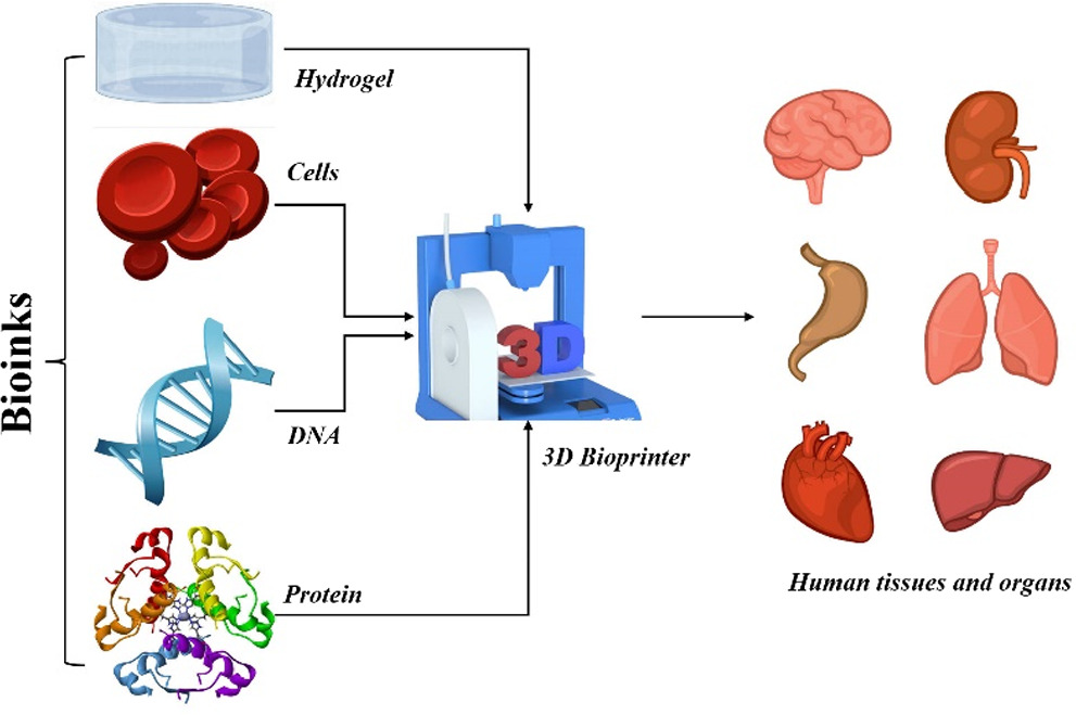 Innovative 3D bioprinting approaches for advancing brain science and ...