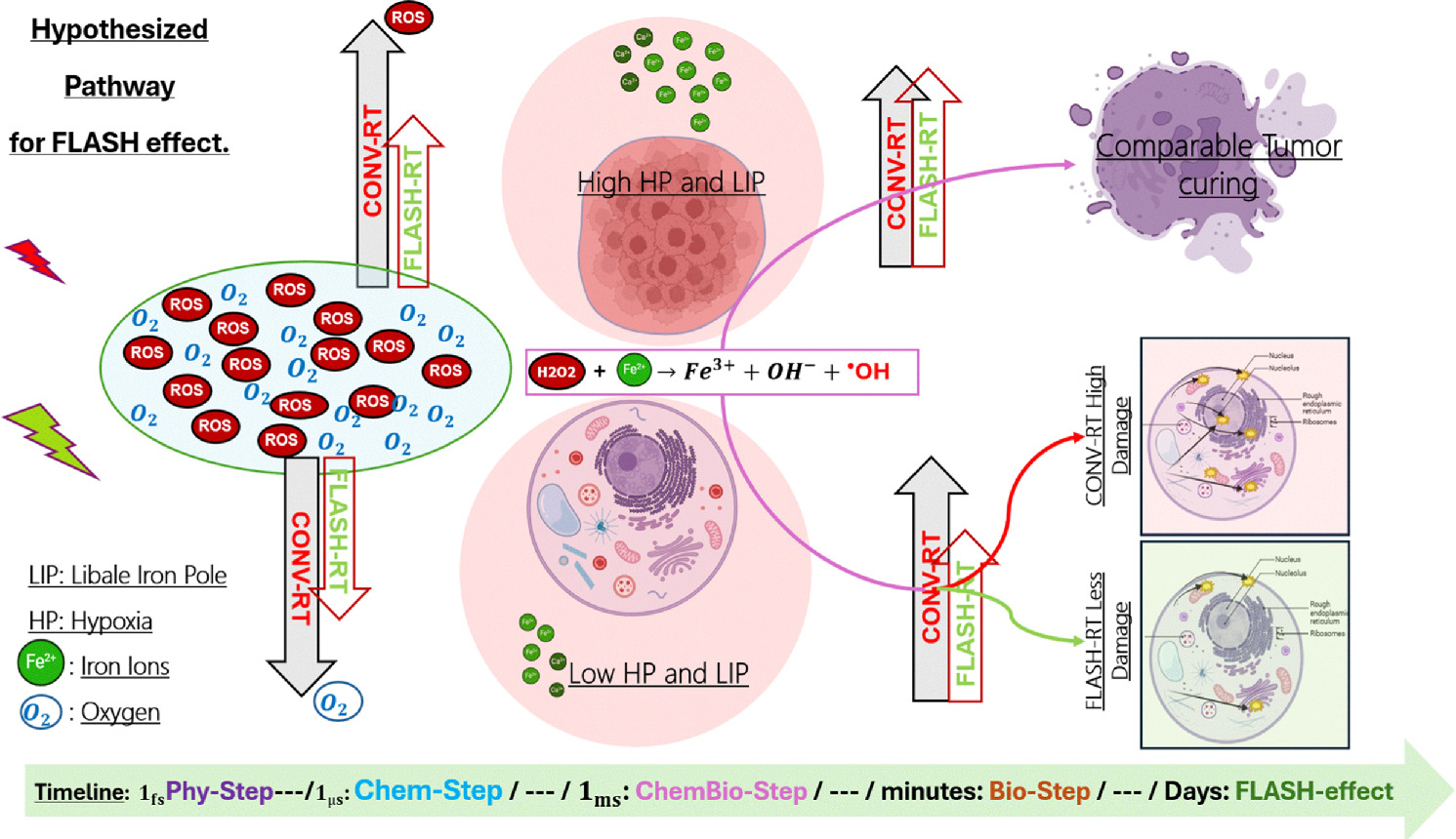 FLASH radiotherapy: technical advances, evidence of the FLASH effect ...