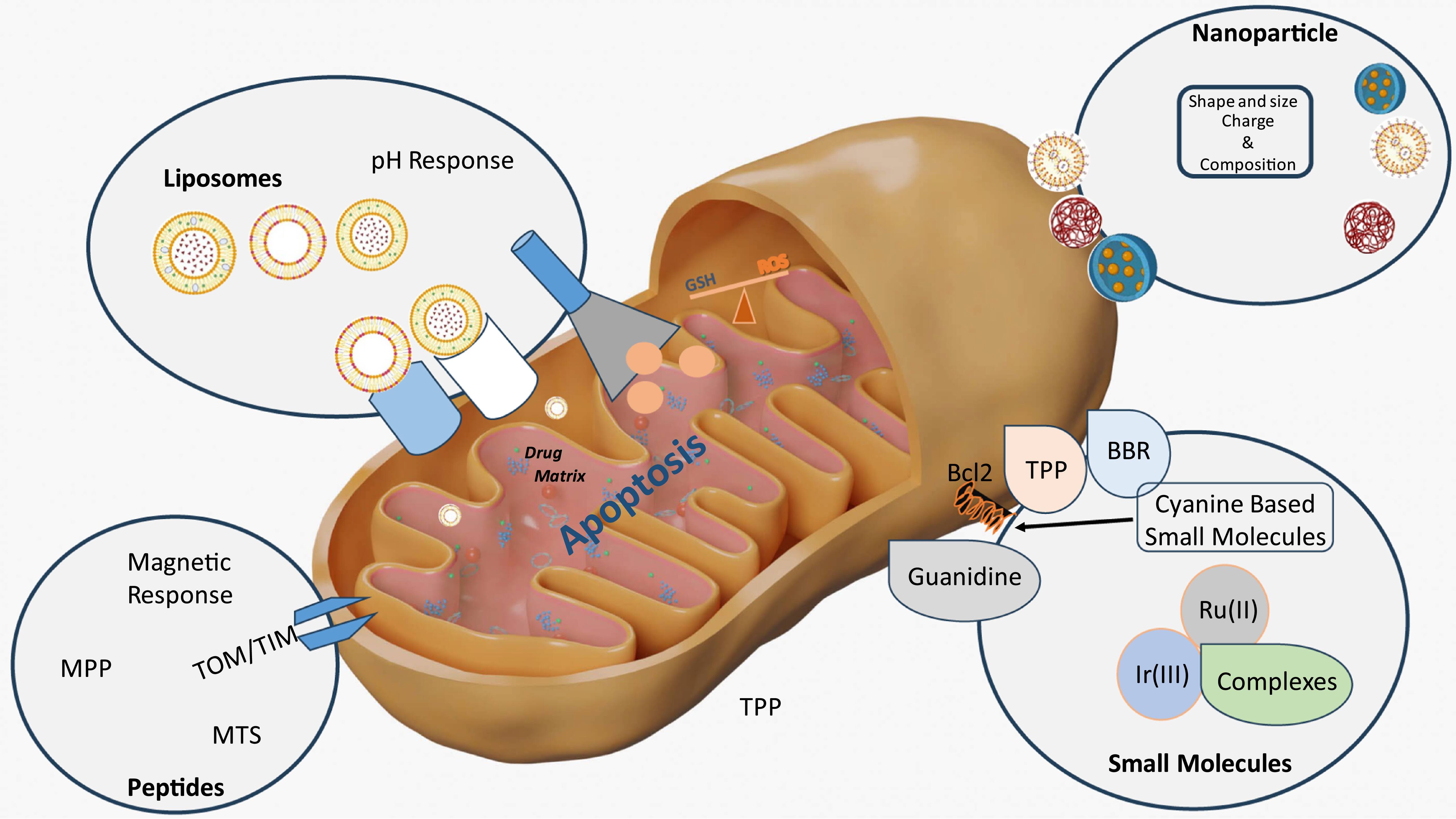 Emerging roles and mechanisms of nanoparticles in cancer treatment ...