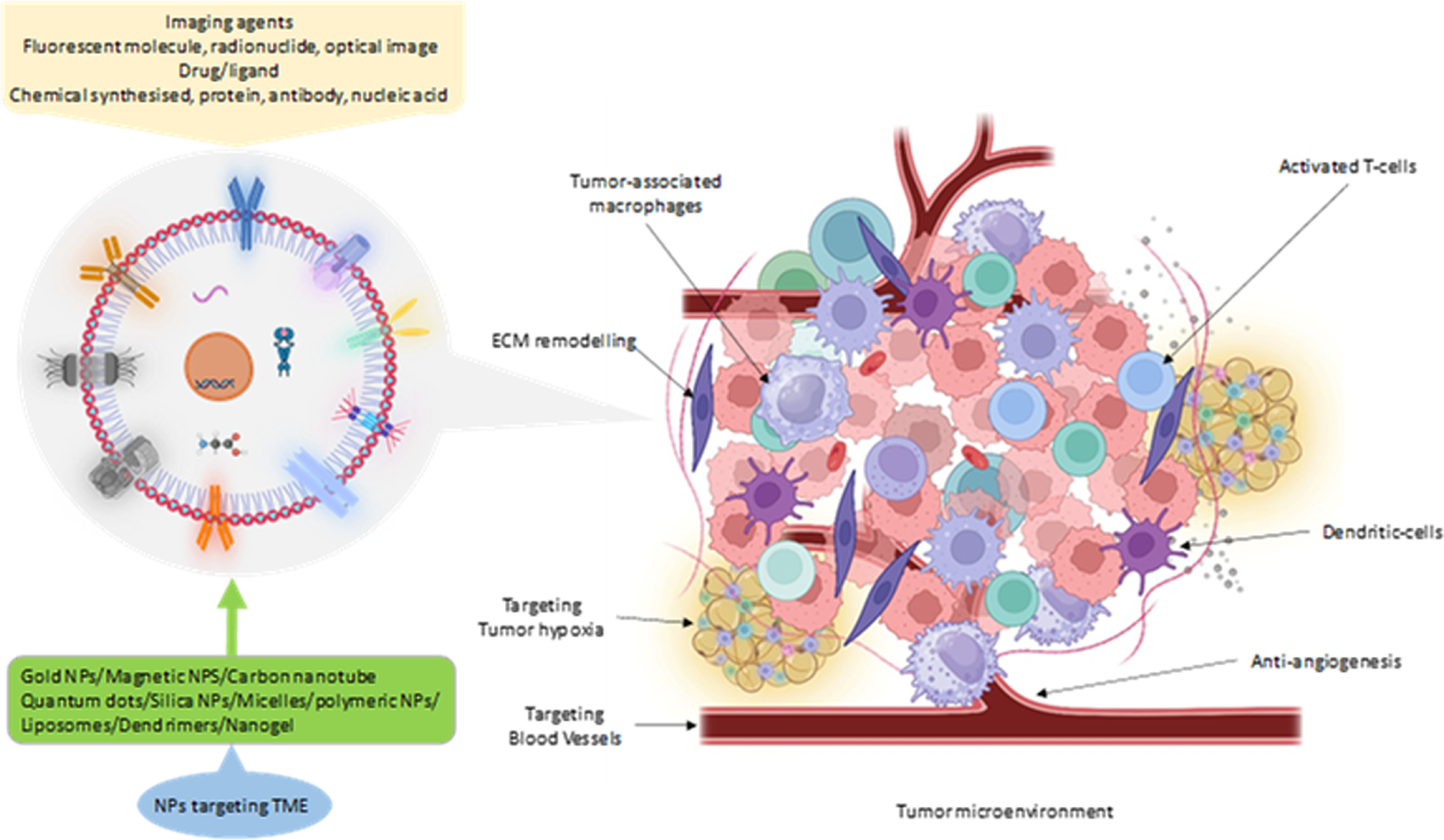 Emerging roles and mechanisms of nanoparticles in cancer treatment ...