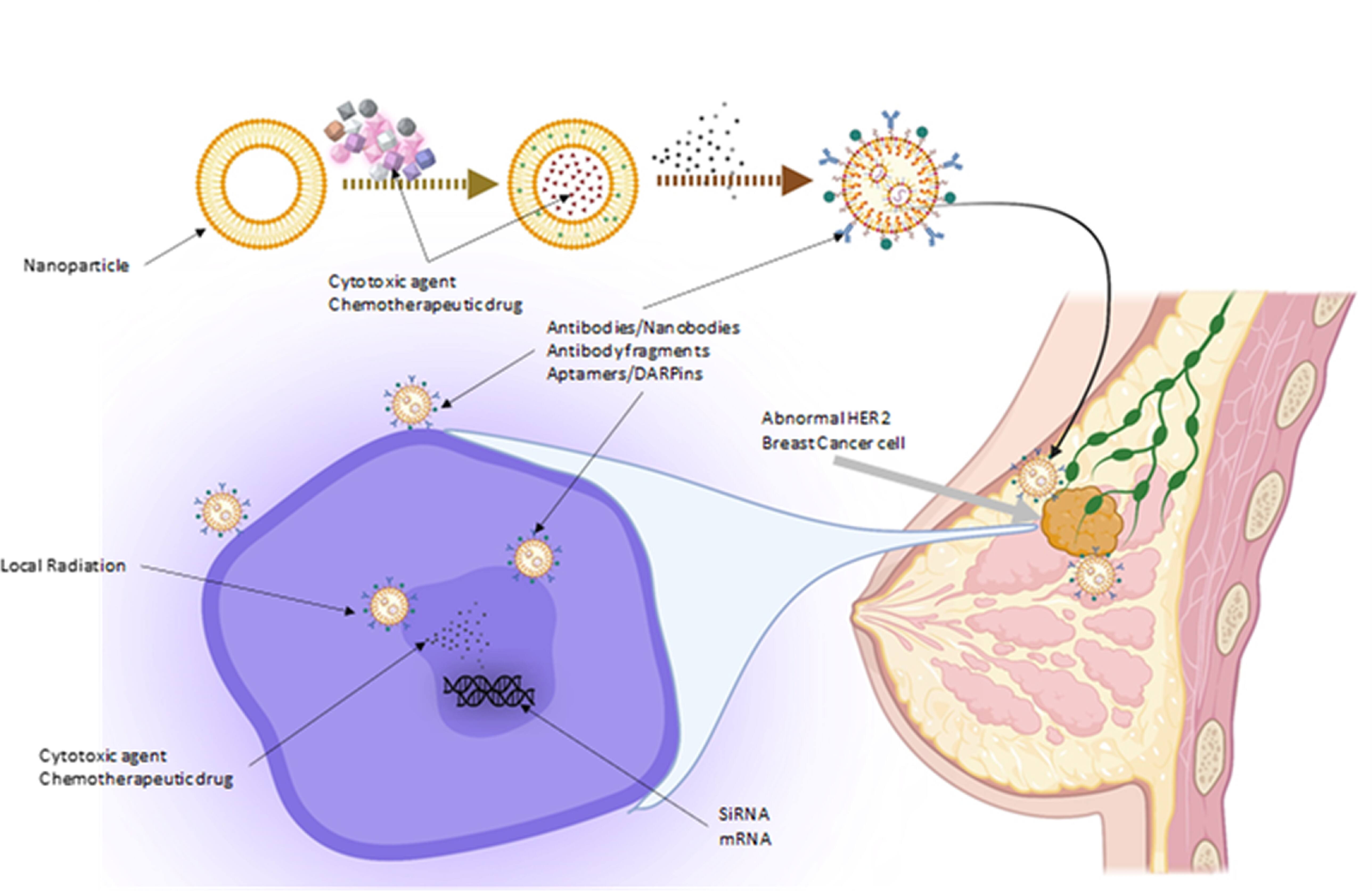 Emerging roles and mechanisms of nanoparticles in cancer treatment ...