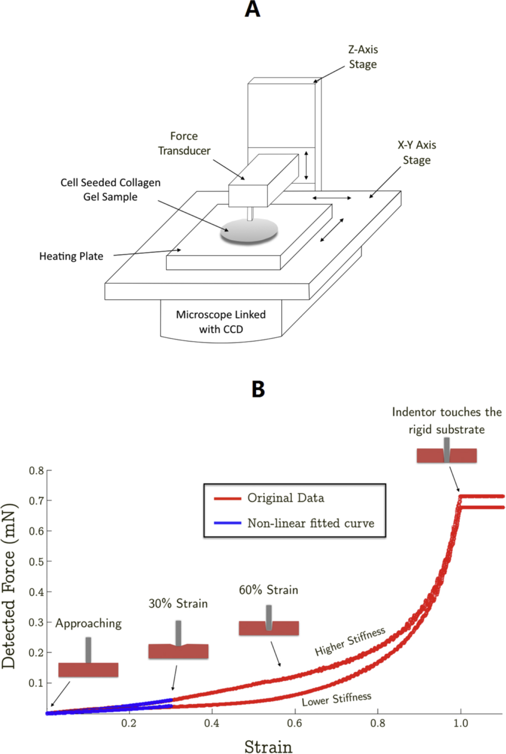 Collagen matrix stiffness influences fibroblast contraction force ...