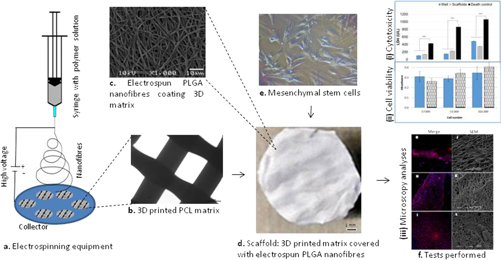 Mesenchymal stem cells cultivated on scaffolds formed by 3D printed PCL ...