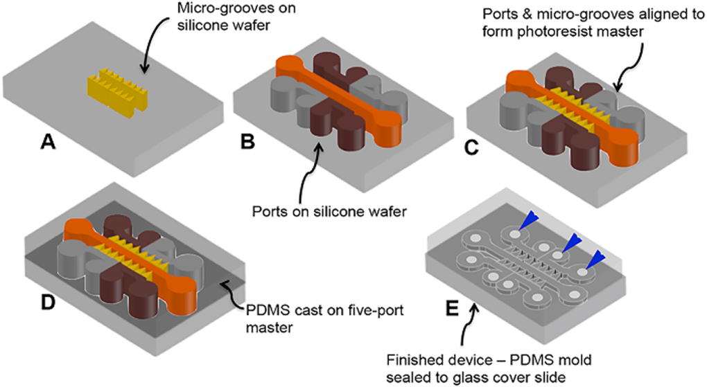 A micro-fabricated in vitro complex neuronal circuit platform - IOPscience