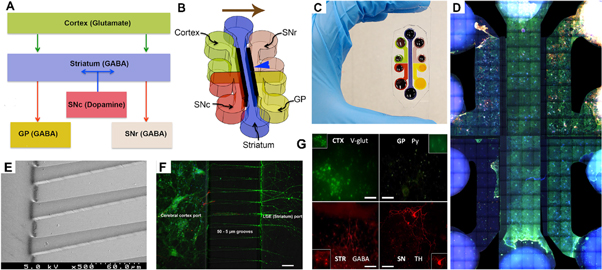 A micro-fabricated in vitro complex neuronal circuit platform - IOPscience
