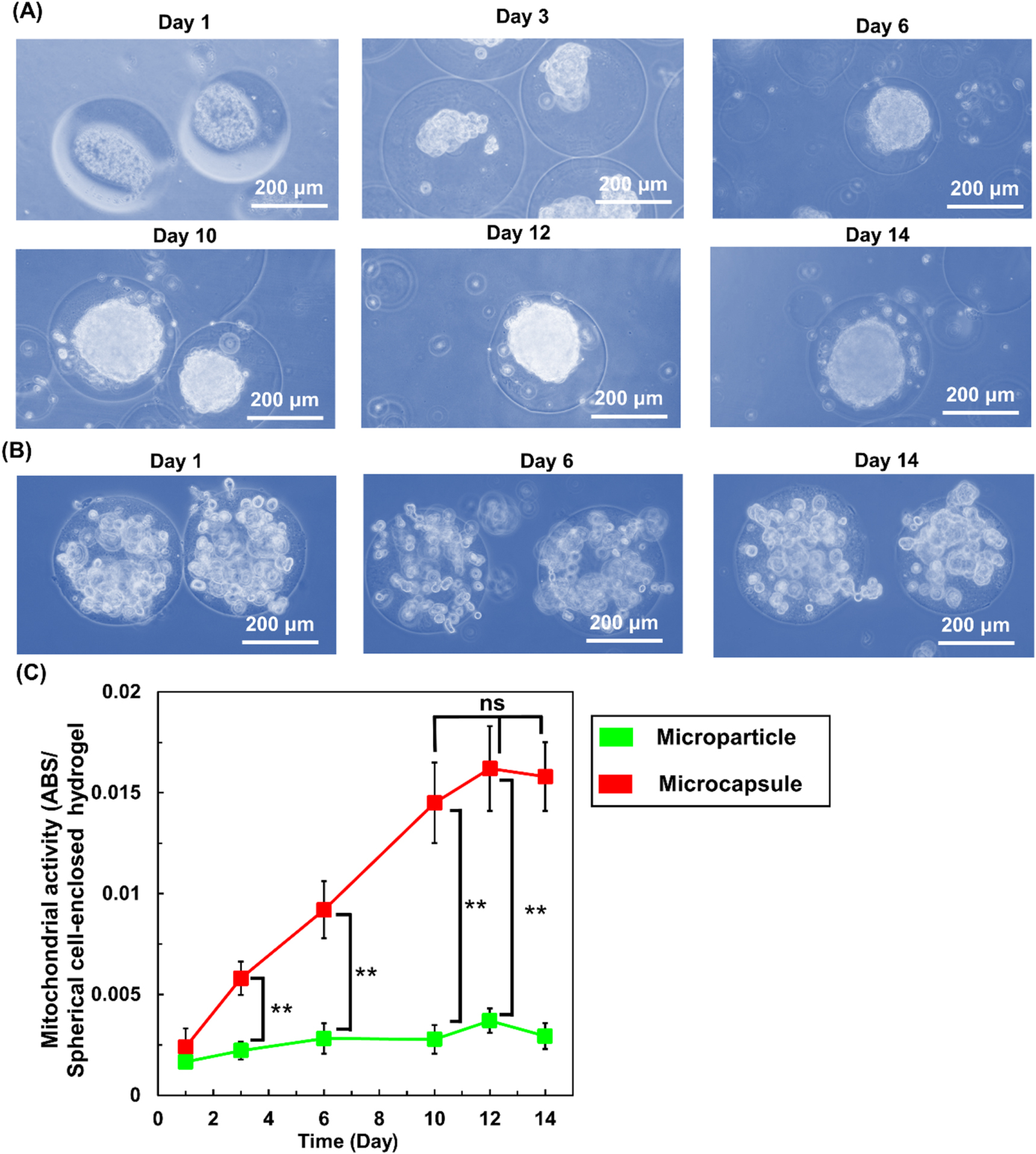 Encapsulation Shell Cell encapsulation in core-shell microcapsules through coaxial ...