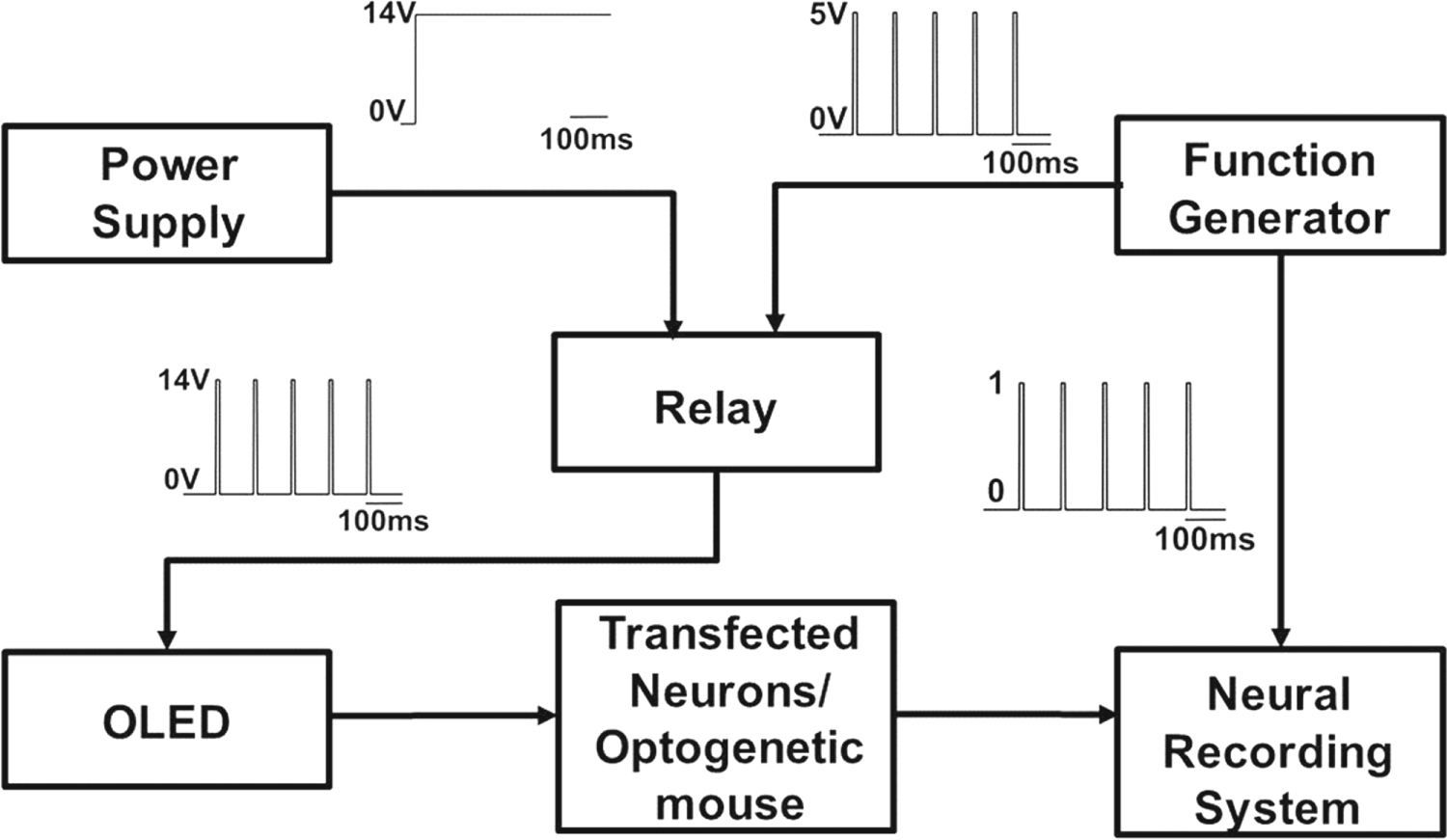 Optogenetic modulation of cortical neurons using organic light emitting ...