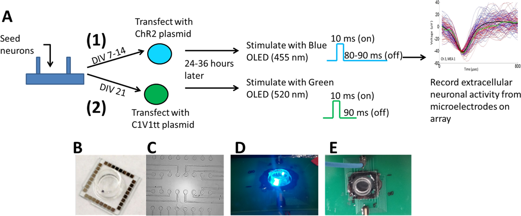 Optogenetic modulation of cortical neurons using organic light emitting ...