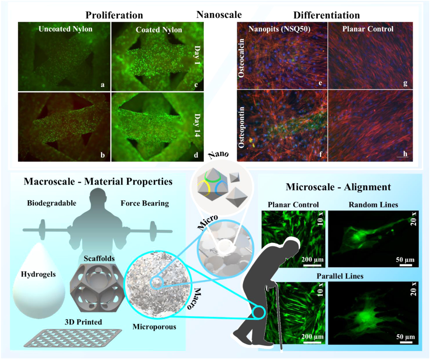 The future of bone regeneration: integrating AI into tissue engineering ...