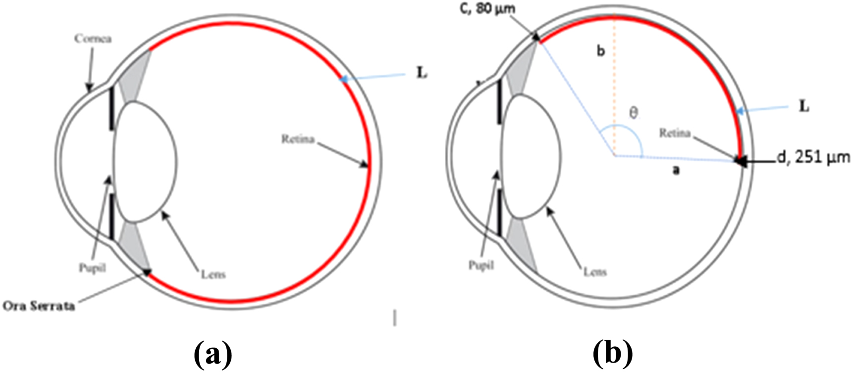 Two-dimensional mathematical modelling of retinal oxygen transport and ...