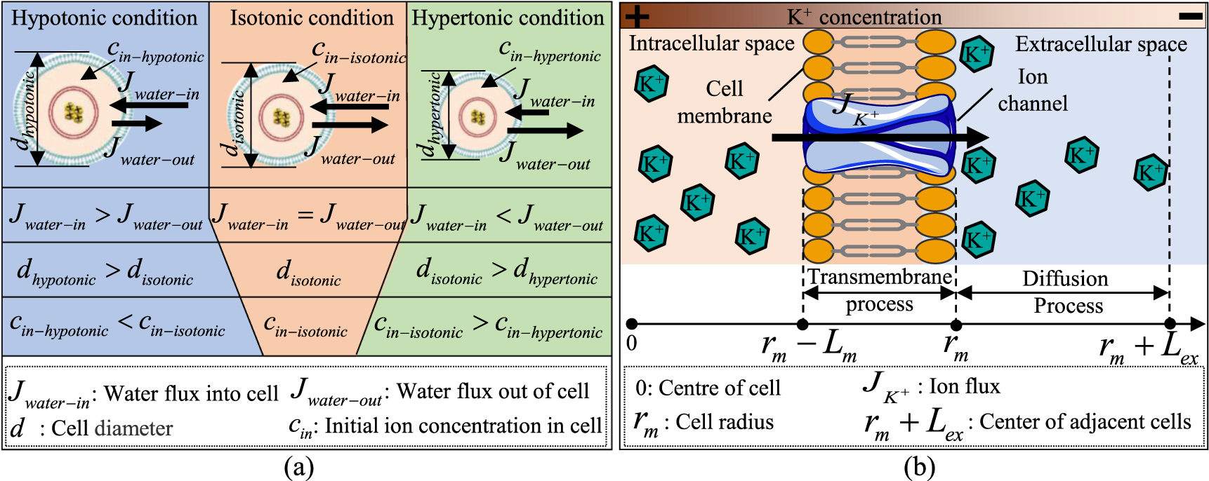 Study of transmembrane ion transport under tonicity imbalance using a ...