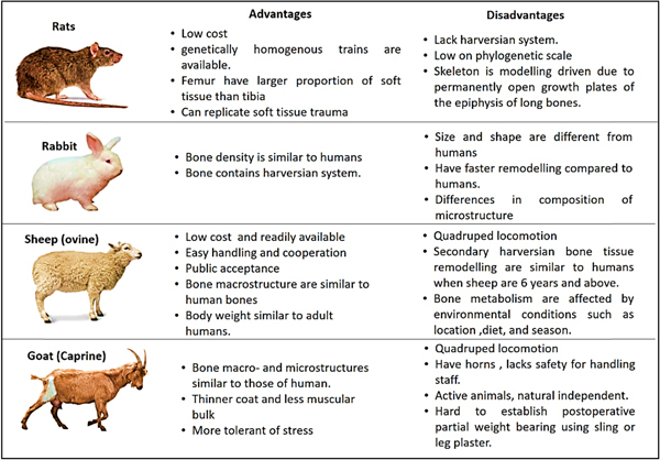 Animal Backbone.model A review of bioceramics scaffolds for bone defects in different types ...