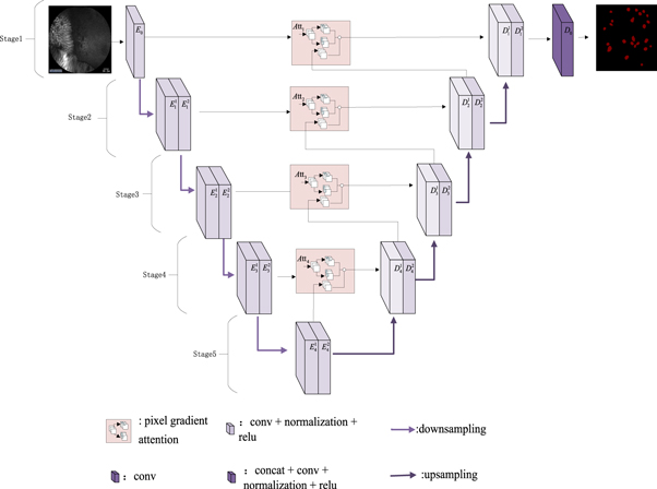 Goblet cells segmentation from confocal laser endomicroscopy with an ...