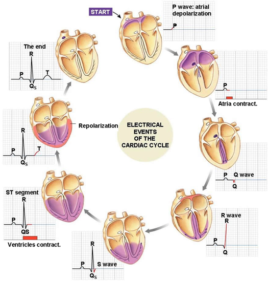 Classification of electrocardiogram signals using deep learning based ...