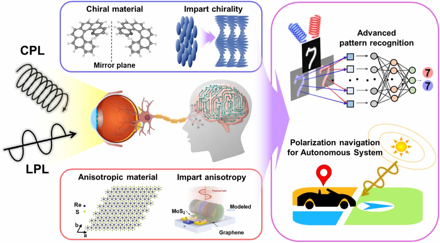 Polarized light-sensitive optoelectronic synapses for expanding ...