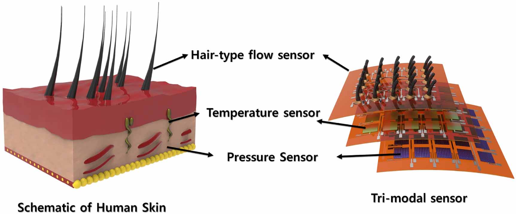 Flexible multimodal sensor inspired by human skin based on hair-type ...